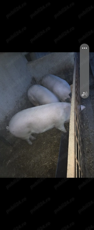 Vând porci de tara - imagine 2