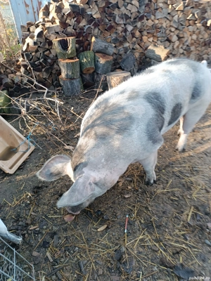 purcica disponibil  - imagine 2