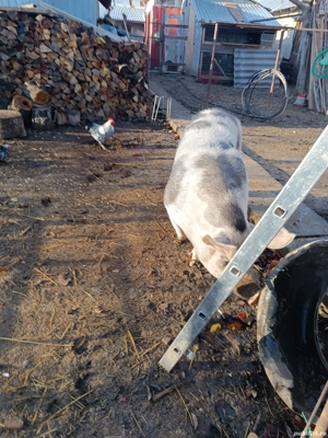 purcica disponibil  - imagine 3