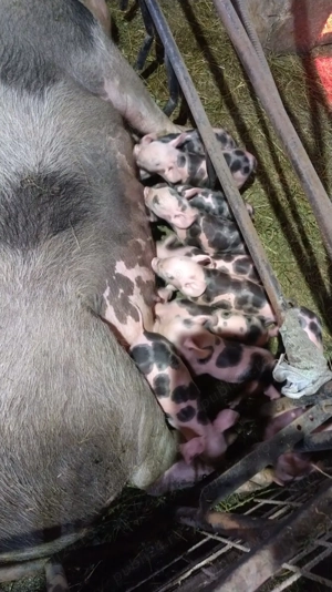 Scroafa de vanzare - imagine 2