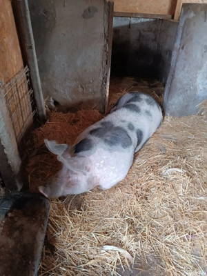 purcica disponibil  - imagine 4