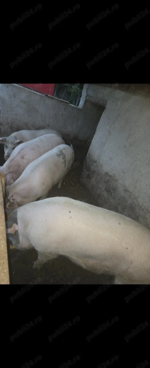 Vând porci de tara - imagine 4