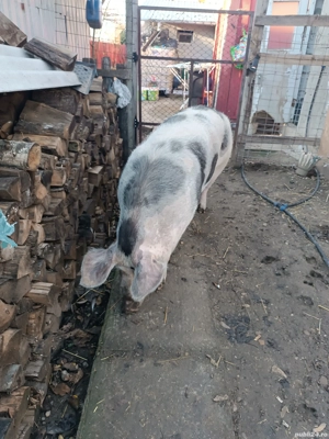 purcica disponibil  - imagine 5