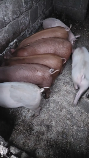 vând purcei  - imagine 2