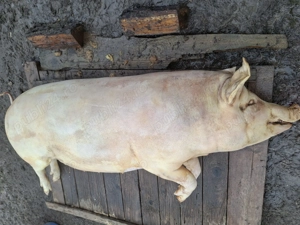 Carcasa porc 20 lei - imagine 2