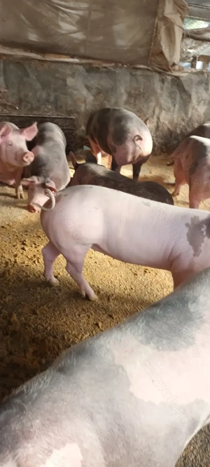 Porci rasa de carne de vânzare 