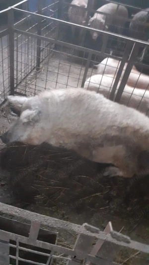 Vând porc mangaliță 