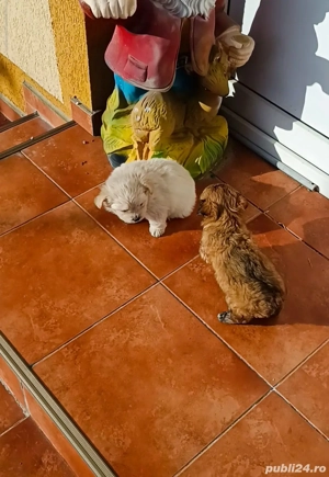 bichon talie mică ajut cu transport in țară contra cost - imagine 3