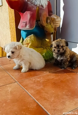 bichon talie mică ajut cu transport in țară contra cost - imagine 2