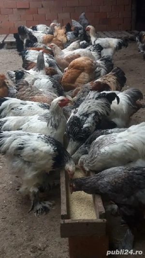 pui rasă brahma  - imagine 5