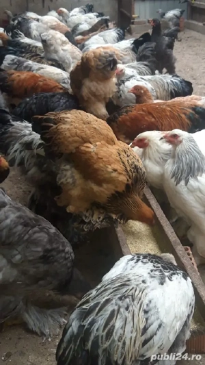 pui rasă brahma  - imagine 4