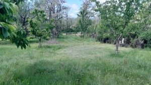 Teren extravilan de vânzare – Stănești, 3.861 mp, livadă de cireși - imagine 10