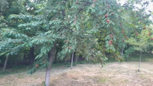 Teren extravilan de vânzare – Stănești, 3.861 mp, livadă de cireși - imagine 2