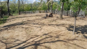 Teren extravilan de vânzare – Stănești, 3.861 mp, livadă de cireși - imagine 3