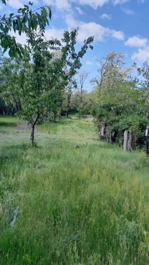 Teren extravilan de vânzare – Stănești, 3.861 mp, livadă de cireși - imagine 11