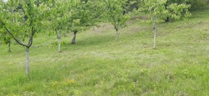 Teren extravilan de vânzare – Stănești, 3.861 mp, livadă de cireși - imagine 8