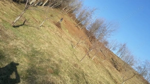 Teren extravilan de vânzare – Stănești, 3.861 mp, livadă de cireși - imagine 5