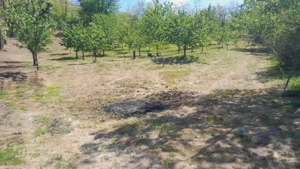 Teren extravilan de vânzare – Stănești, 3.861 mp, livadă de cireși - imagine 4