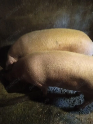 Porci de sacrificat hrăniți si crescuți in gospodaria prorpie