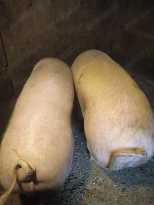 Porci de sacrificat hrăniți si crescuți in gospodaria prorpie