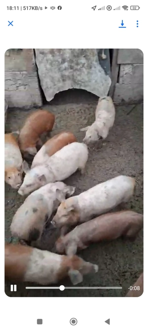 purcei 8saptamini și 3luni 