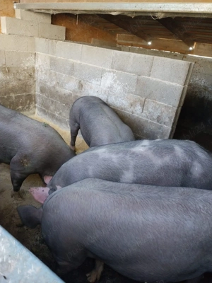 Porci de vânzare 