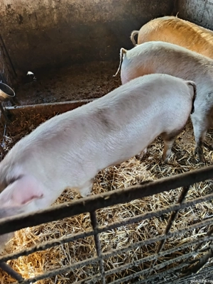 vând porci 