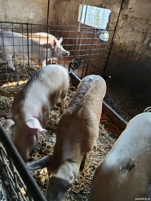 vând porci  - imagine 3