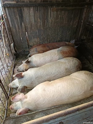 vând porci  - imagine 2