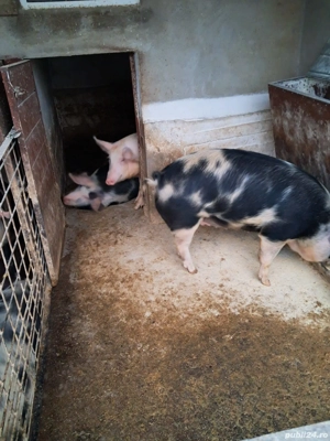 Vand sau schimb porc gras de carne - imagine 2