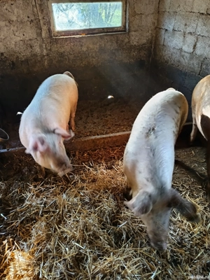 vând porci  - imagine 4