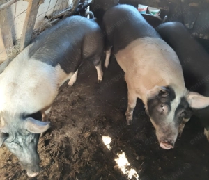 Vând porci   .3 porci - imagine 3