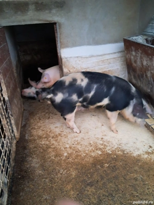 Vand porc gras de carne