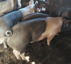 Vând porci   .3 porci - imagine 2