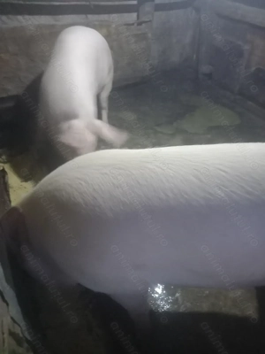 Porci de vânzare 130-160 kg - imagine 2