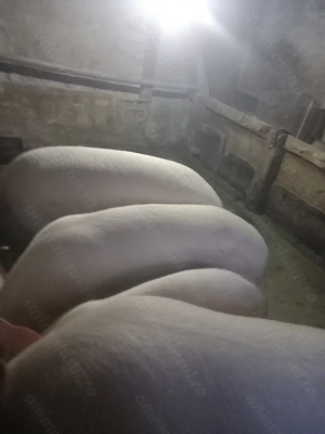 Porci de vânzare 130-160 kg - imagine 3