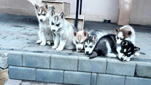 Pui husky siberian fetițe  - imagine 4