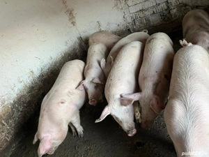porci de vanzare  - imagine 2