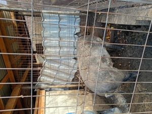 Vând porc crescut natural , bazna+duroc - imagine 2