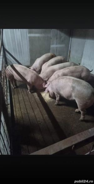 Porci de vânzare ! - imagine 2