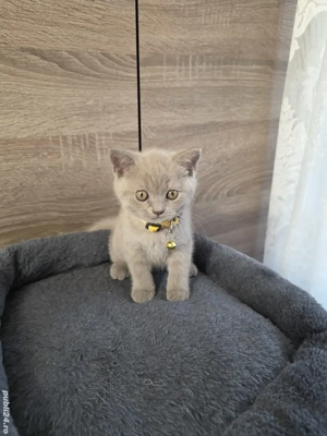 Pisici scottish strainght - imagine 2