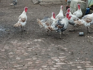 Curcani de vanzare - imagine 2