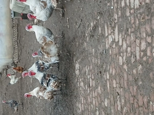 Curcani de vanzare - imagine 3