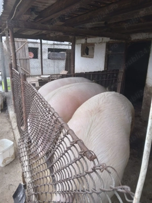 Porci de țară   carne bună, calitate garantată! - imagine 2
