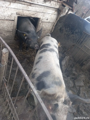 vind porci 100 -180 kg 13 lei kg - imagine 3