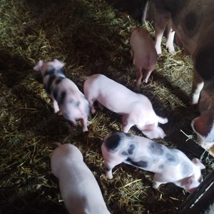 vind purcei de carne - imagine 2