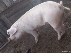 vind porci 100 -180 kg 13 lei kg