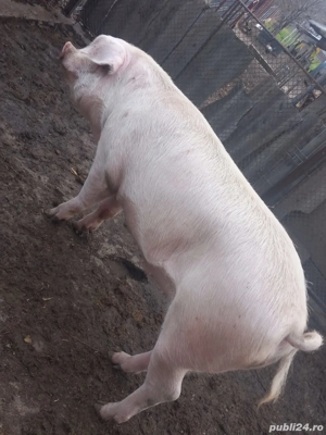 vind porci 100 -180 kg 13 lei kg - imagine 2