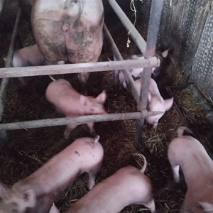 vind purcei de carne - imagine 3