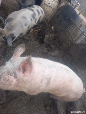 vind porci 100 -180 kg 13 lei kg - imagine 4